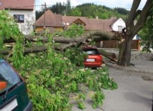 Kwikfynd Tree Cutting Services
googacreek