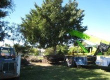 Kwikfynd Tree Management Services
googacreek